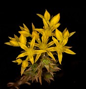 Sedum stenopetalum - Stonecrop 20-9510